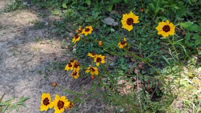 Coreopsis tinctoria, photographed by Joseph Aubert