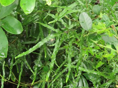 Lygodium japonicum, photographed by chiuluan