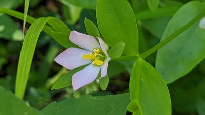 Sabatia calycina