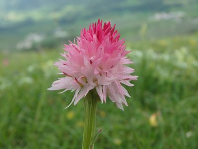 Gymnadenia corneliana, photographed by Daniel Cahen