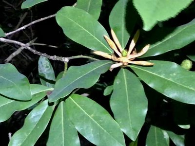 Magnolia virginiana, photographed by Raven Dandridge