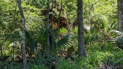 Sabal minor, photographed by Joseph Aubert