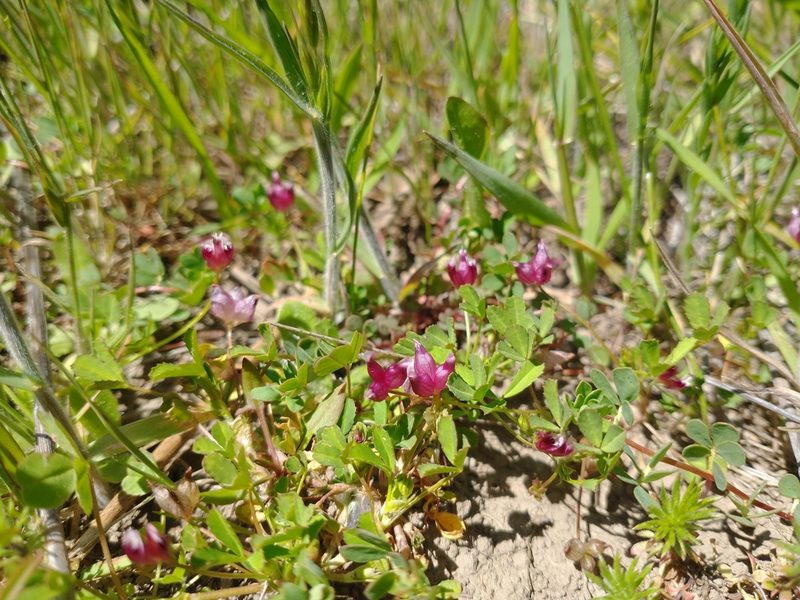 Trifolium depauperatum, photographed by Drew Meyer