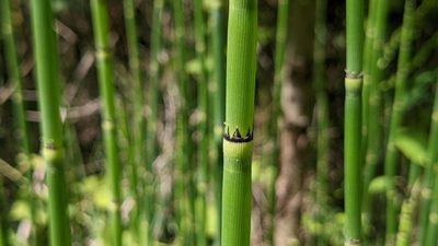 Equisetum hyemale, photographed by Joseph Aubert