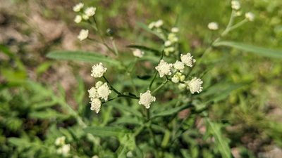 Parthenium hysterophorus, photographed by Joseph Aubert