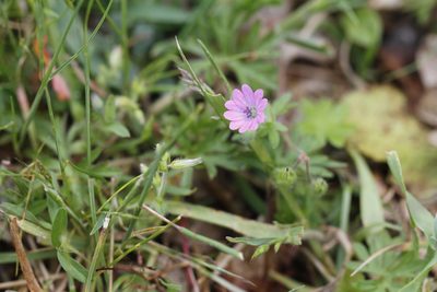 Geranium molle, photographed by J Straka