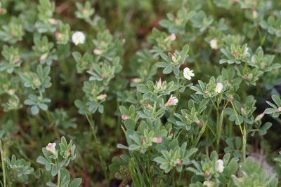 Acmispon parviflorus, photographed by J Straka