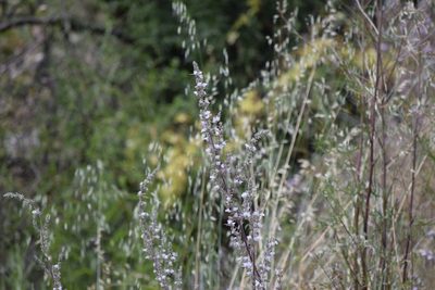 Salvia apiana, photographed by velodrome