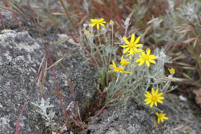 Eriophyllum lanatum, photographed by J Straka