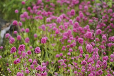 Valeriana congesta, photographed by J Straka