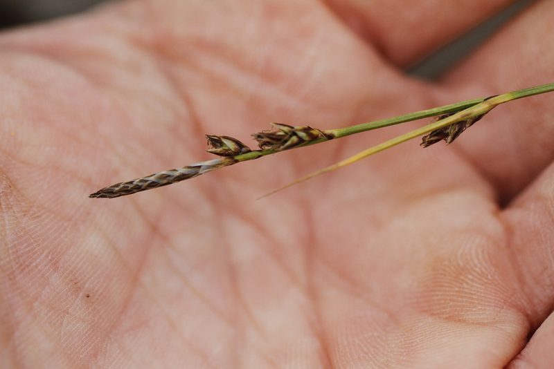 Carex inops, photographed by J Straka