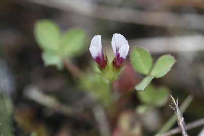 Trifolium variegatum, photographed by J Straka
