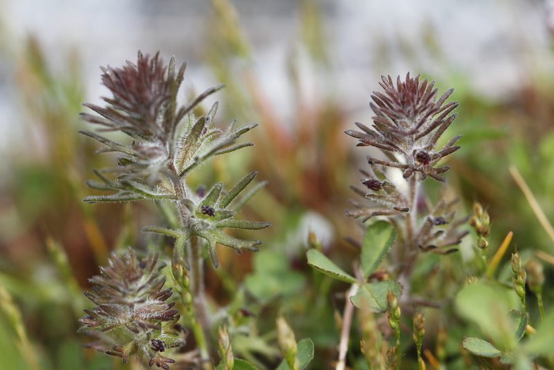 Triphysaria pusilla, photographed by J Straka