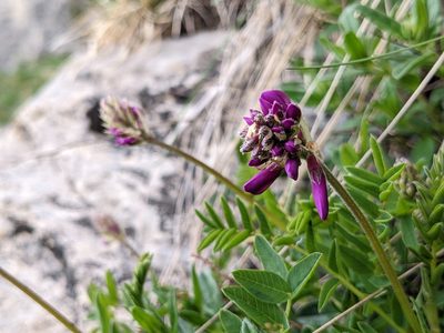 Hedysarum hedysaroides, photographed by Attila Oláh