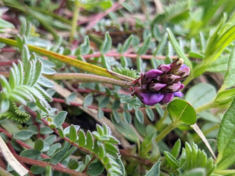 Oxytropis montana, photographed by Attila Oláh