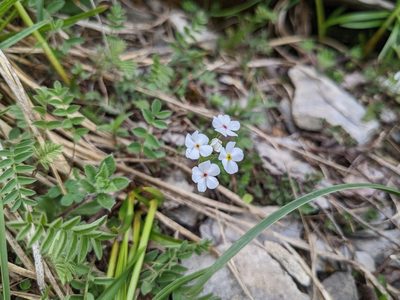 Androsace chamaejasme, photographed by Attila Oláh