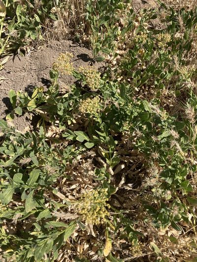 Lepidium chalepense, photographed by Adam J. Searcy