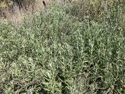 Artemisia douglasiana, photographed by Adam J. Searcy