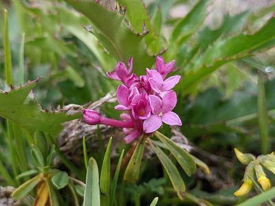 Daphne striata, photographed by Attila Oláh