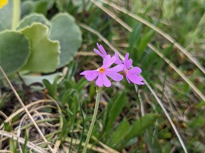 Primula farinosa, photographed by Attila Oláh