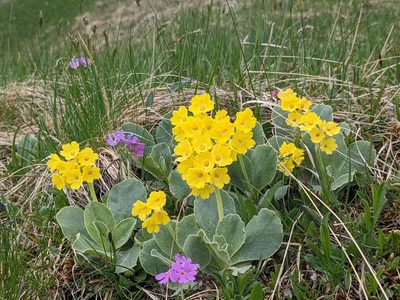Primula auricula, photographed by Attila Oláh