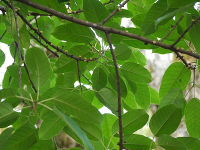Ficus tsjakela, photographed by Dinesh Valke