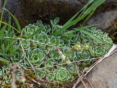 Saxifraga paniculata, photographed by Attila Oláh
