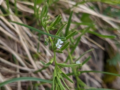 Thesium alpinum, photographed by Attila Oláh
