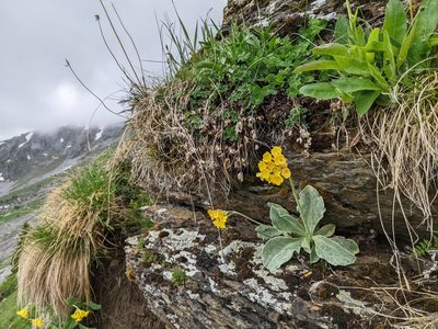 Primula auricula, photographed by Attila Oláh