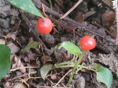 Geophila herbacea