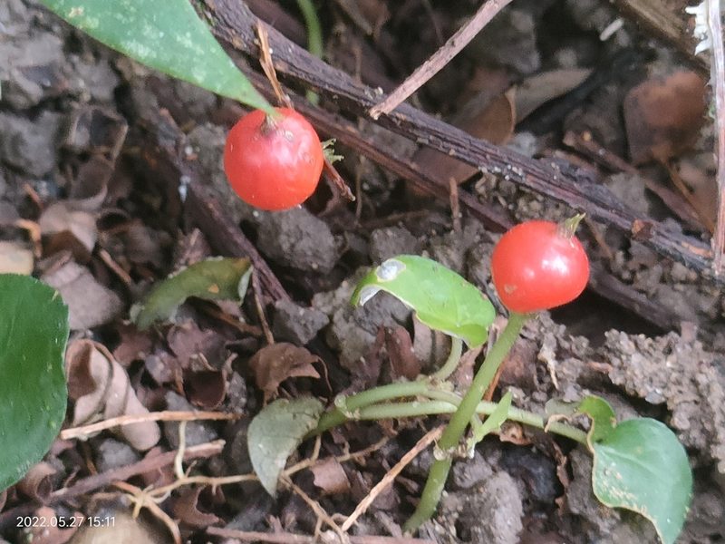 Geophila herbacea, photographed by Ong Jyh Seng