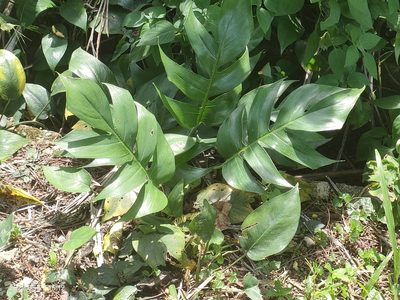 Epipremnum pinnatum, photographed by Ong Jyh Seng