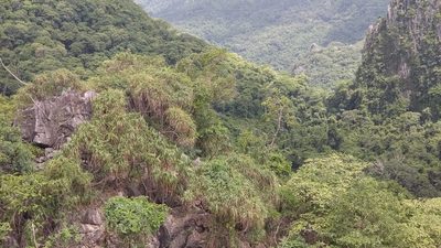 Dracaena cochinchinensis, photographed by Utain Pummarin