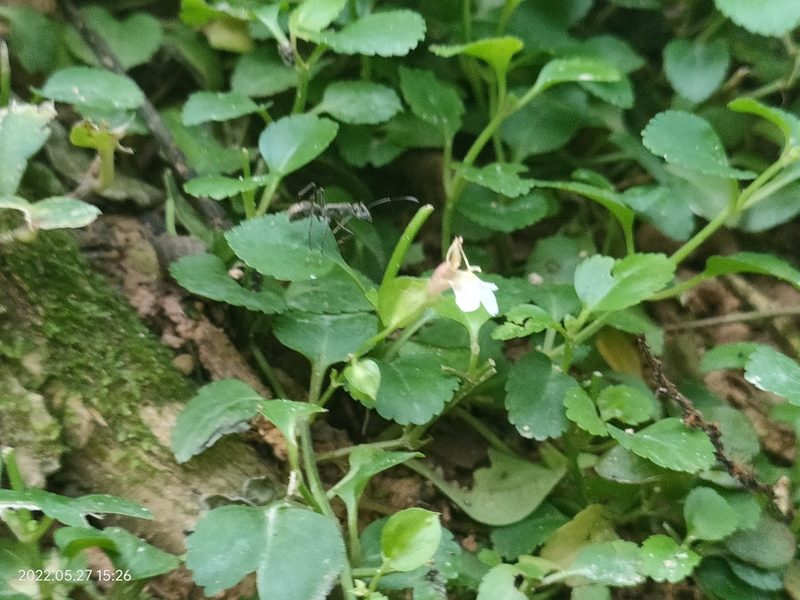 Torenia polygonoides, photographed by Ong Jyh Seng