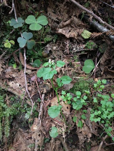 Cardamine breweri, photographed by Drew Meyer