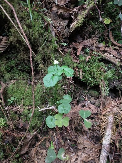 Cardamine breweri, photographed by Drew Meyer