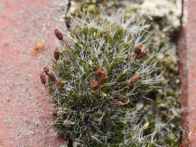 Grimmia pulvinata, photographed by Alexis Tinker-Tsavalas