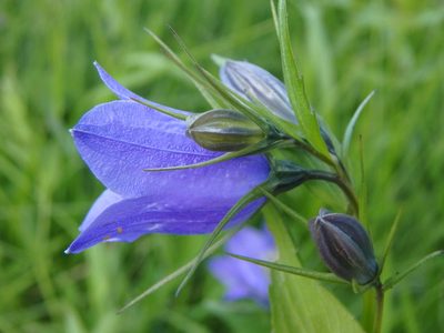 Campanula rhomboidalis, photographed by Daniel Cahen