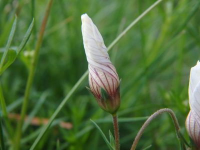 Linum appressum, photographed by Daniel Cahen