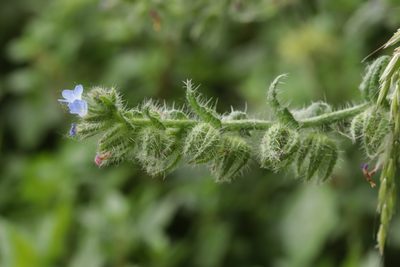 Anchusa arvensis, photographed by Björn Sothmann