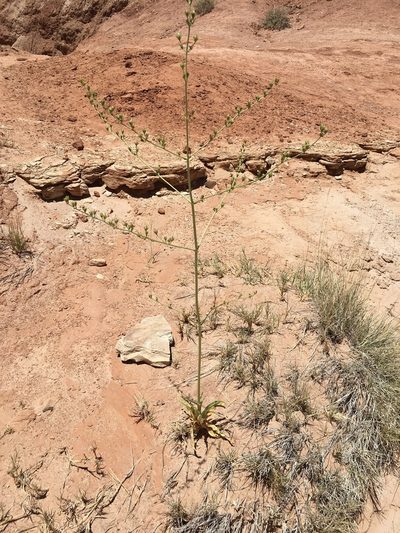 Frasera paniculata, photographed by Carrie Seltzer