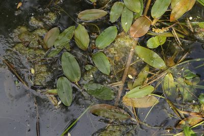 Potamogeton natans, photographed by Björn Sothmann