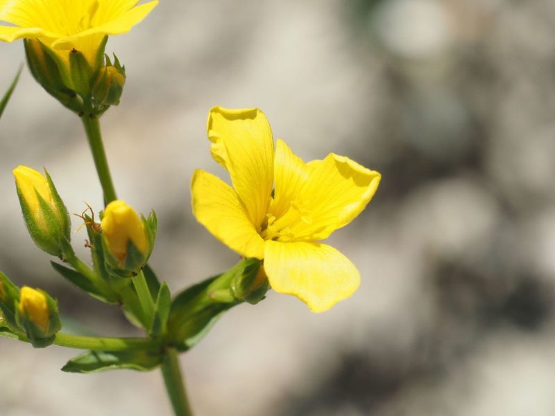Linum flavum, photographed by Michael Knapp