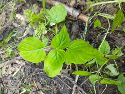 Circaea alpina, photographed by Drew Meyer