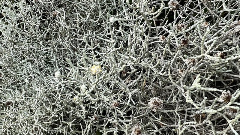 Leucophyta brownii, photographed by Brendan McIntyre