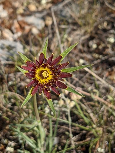 Tragopogon crocifolius, photographed by Denis Bastianelli