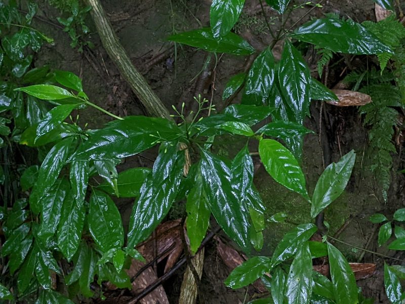 Tarenna gracilipes, photographed by Chen Jia Hong