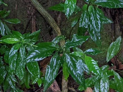 Tarenna gracilipes, photographed by Chen Jia Hong