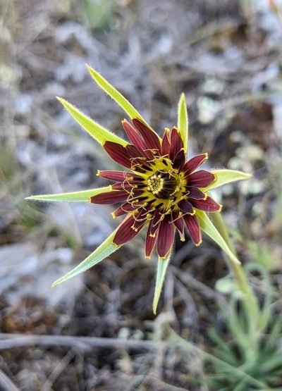Tragopogon crocifolius, photographed by Denis Bastianelli