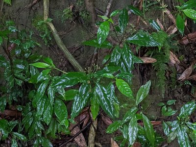Tarenna gracilipes, photographed by Chen Jia Hong